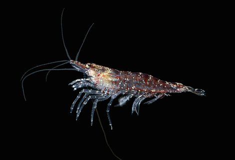 Image for twitter card